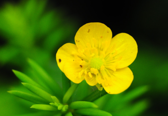 Yellow Poppy's Picks