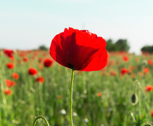 Red Poppy Reading